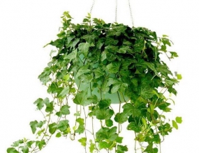 IvyGrower 1.2.1������ֲ���������������