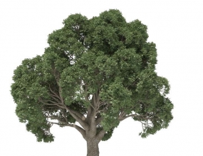 ɭ��ֲ�����ɲ�����ĺ����� - Forester for Cinema 4D R18
