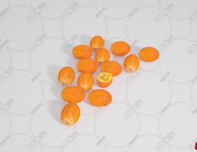 ���ˮ��ģ�� Qumquats Fruit model
