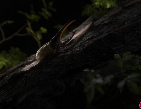 C4D+Octane��дʵ�𺳴���Ȼɭ�ֻ�����Ӱ��Ⱦ��Ʒ����